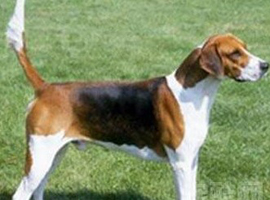 English Foxhound Overview
